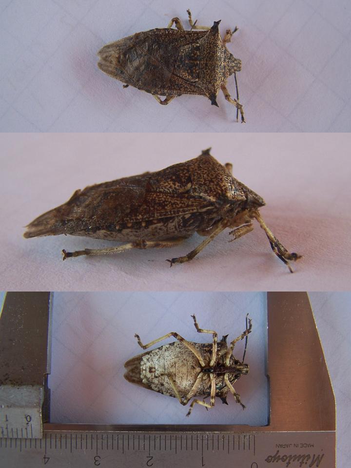 FIGURE 1f FIGURE 1f